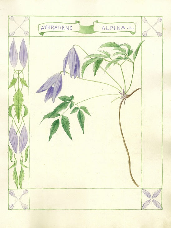Botanical watercolour print by Clarence Bicknell - Athragene Alpina - signed by Alan Ayckbourn