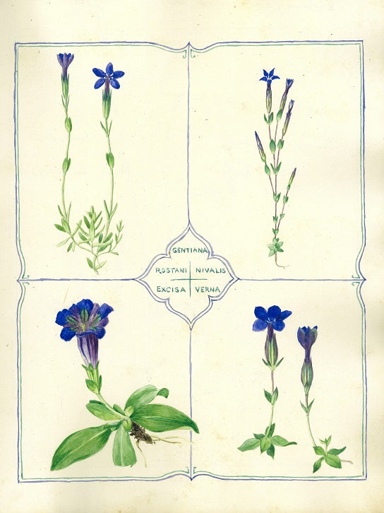 Botanical watercolour print by Clarence Bicknell - Gentiana 4 species - signed by Alan Ayckbourn