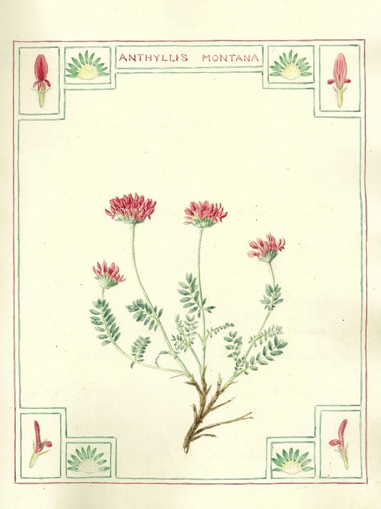 Botanical watercolour print by Clarence Bicknell - Anthyllis montana - signed by Chris de Burgh