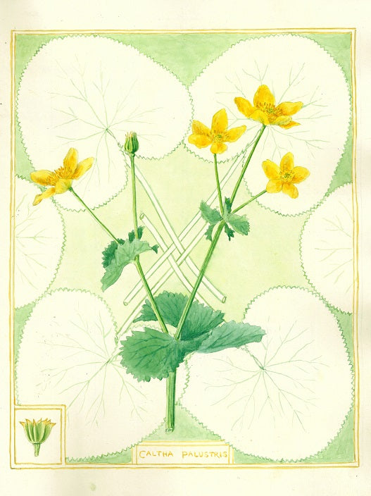 Botanical watercolour print by Clarence Bicknell - Caltha Palustris - signed by Frederick Forsyth