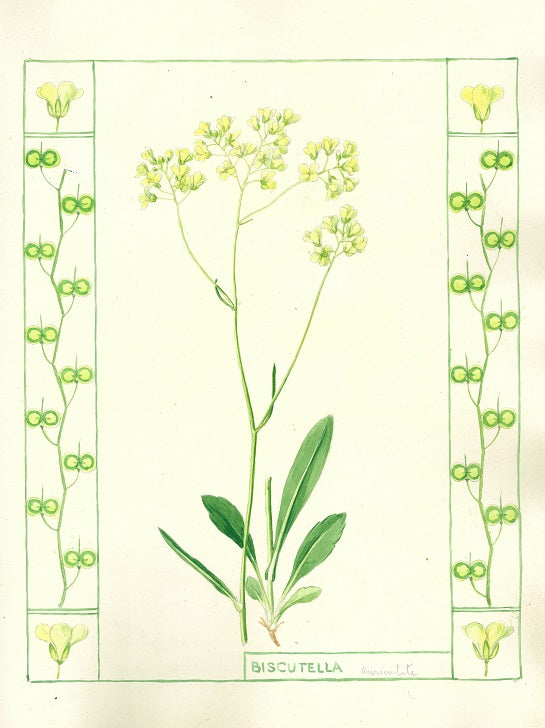 Botanical watercolour print by Clarence Bicknell - Biscutella auriculata - Signed by Clive Anderson