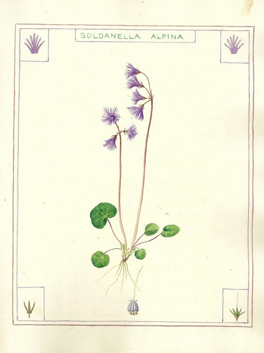 Botanical watercolour print by Clarence Bicknell - Soldanella alpina - Signed by Clive Anderson
