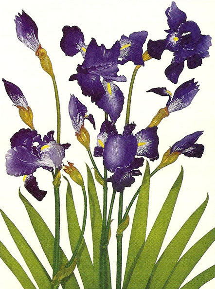 Bryan Poole - Bearded Iris - Iris Germanica
