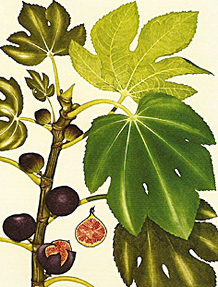 Bryan Poole - Common Fig - Ficus carica