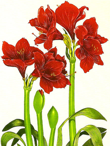 Bryan Poole - Hippeastrum - 'Red Lion'