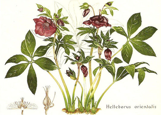 Bryan Poole - Lenten Rose - Helleborus orientalis
