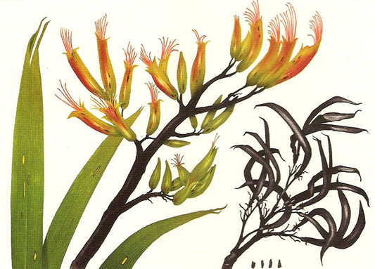 Bryan Poole - New Zealand Flax - Phormium tenax