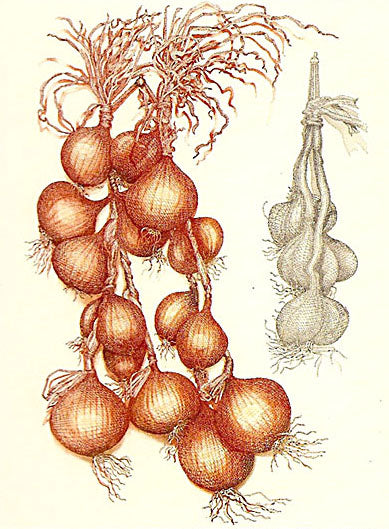 Bryan Poole Onion and Garlic - Allium cepa & allium sativa