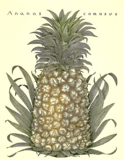 Bryan Poole - Pineapple - Ananas comusus