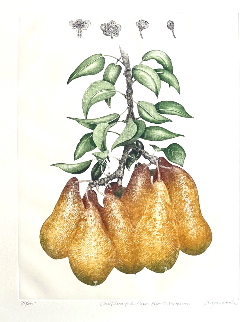 Bryan Poole - Common Pear - Pyrus communis