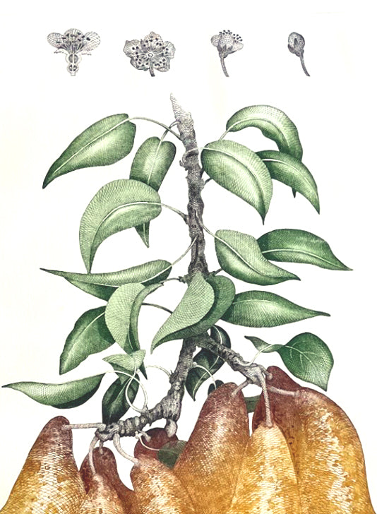 Bryan Poole - Common Pear - Pyrus communis