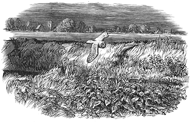 Chris Wormell - Barn Owl