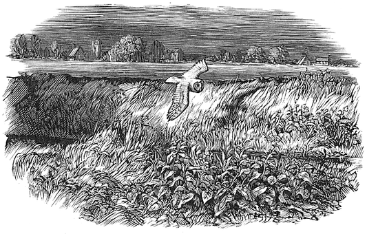 Chris Wormell - Barn Owl