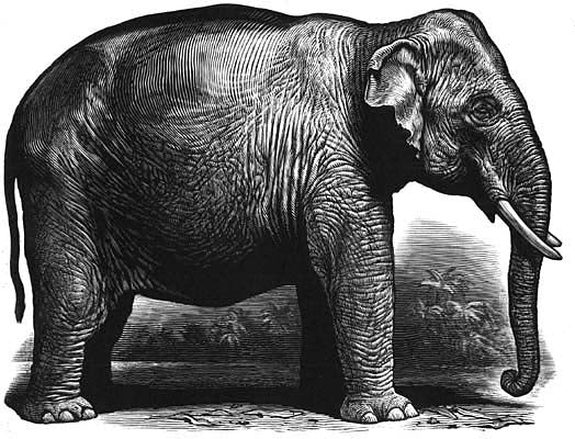 Chris Wormell - Indian Elephant