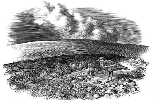 Chris Wormell - Stone Curlew