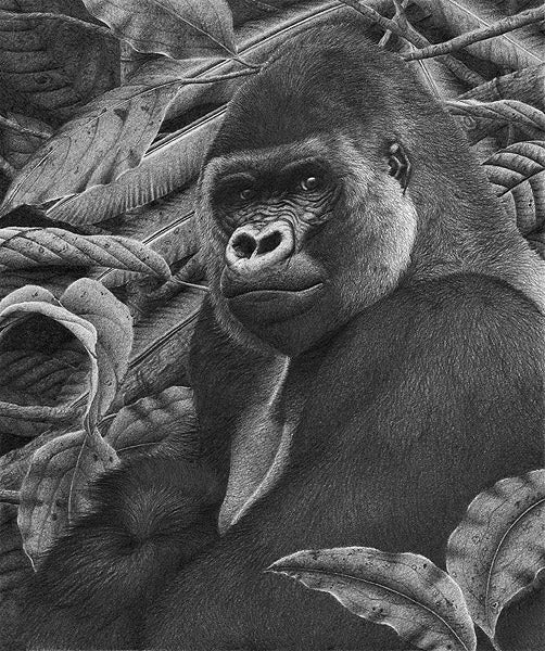 Clive Meredith - Silverback - Male Western Lowland Gorilla