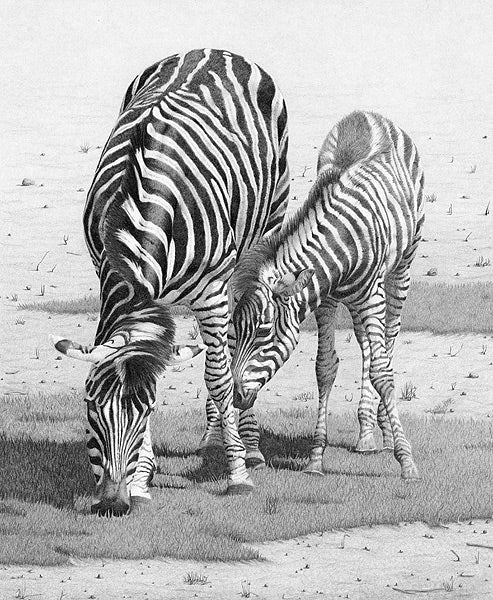 Clive Meredith - Zebra & Foal
