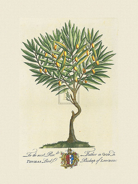 Georg Dionys Ehret - The Lord Bishop Of London Botanical