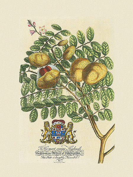 Georg Dionys Ehret - The Prince Saxegotha Botanical
