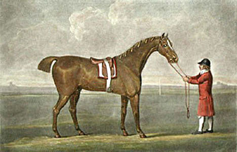 George Stubbs - Buzzard