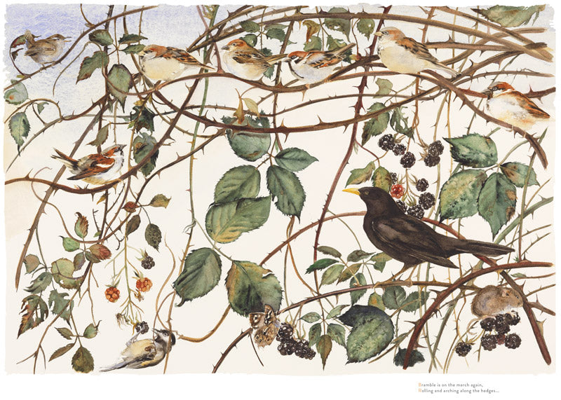 Jackie Morris and Robert MacFarlane - The Lost Words - Bramble
