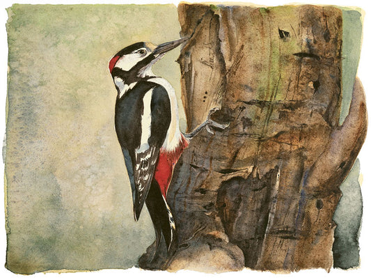 Jackie Morris and Robert MacFarlane - The Lost Spells - Great Spotted Woodpecker