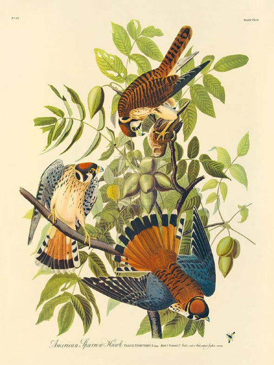 James Audubon - American Sparrowhawk