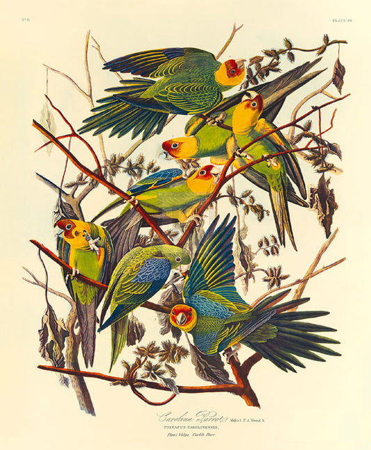 James Audubon - Carolina Parrot