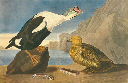 James Audubon - King Duck