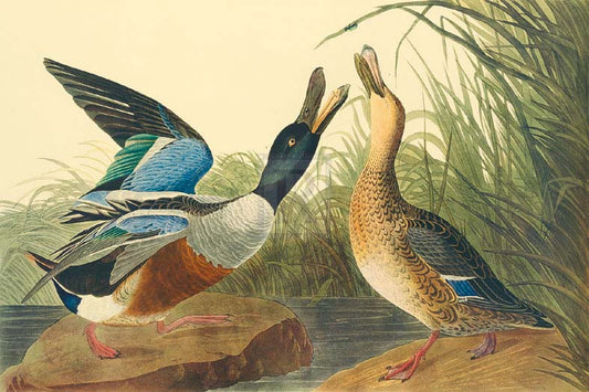 James Audubon - Shoveller Duck