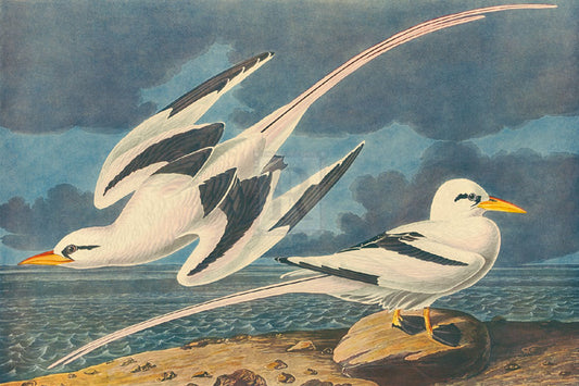 James Audubon - The White-Tailed Tropic Bird