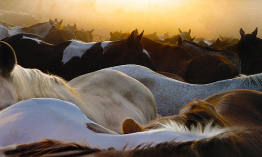Jenny Okun - Horses at Dawn