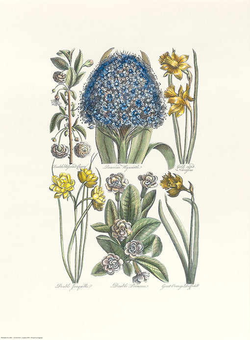 John Hill - Double Primrose