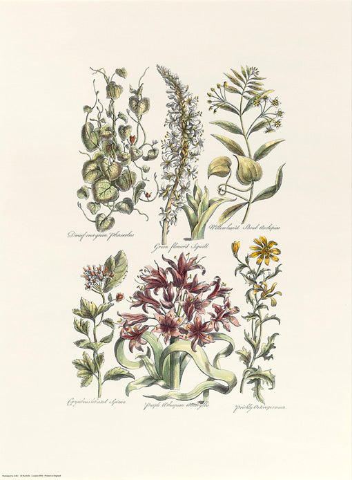 John Hill - Green Flowered Squill