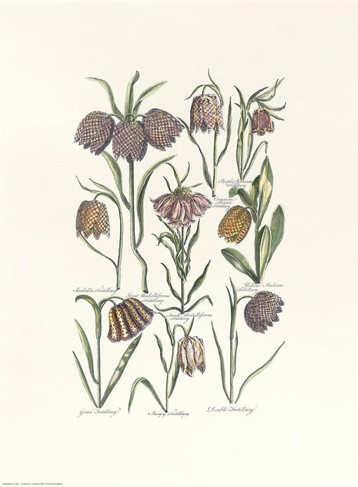 John Hill - Snowy Fritillary