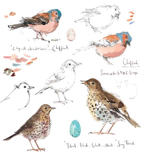 Madeleine Floyd - Chaffinch & Song Thrush