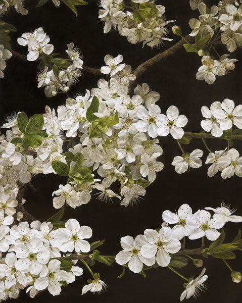 Mia Tarney - Cherry Blossom