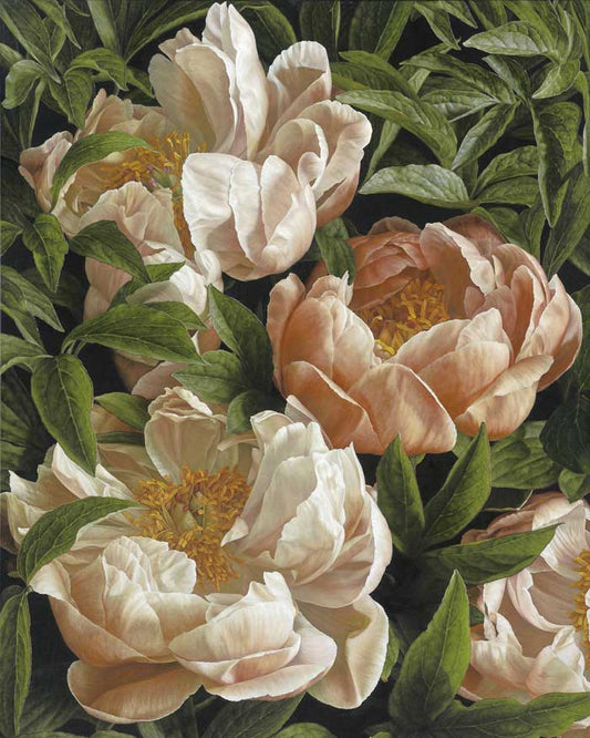 Mia Tarney - Coral Charm Peony