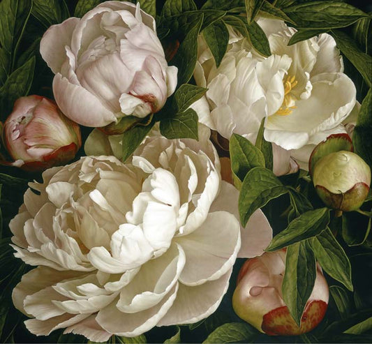 Mia Tarney - Peony Gardenia