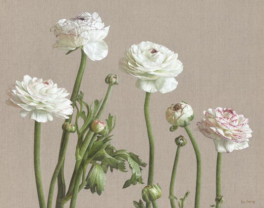 Mia Tarney - Ranunculus Picotee