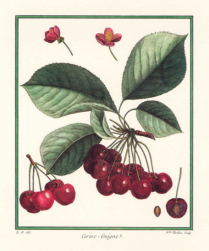 Cerise Guigne - Henri du Monceau