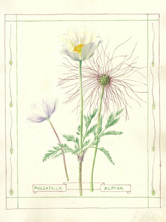 Botanical watercolour print by Clarence Bicknell - Pulsatilla alpina - Signed by Clive Anderson