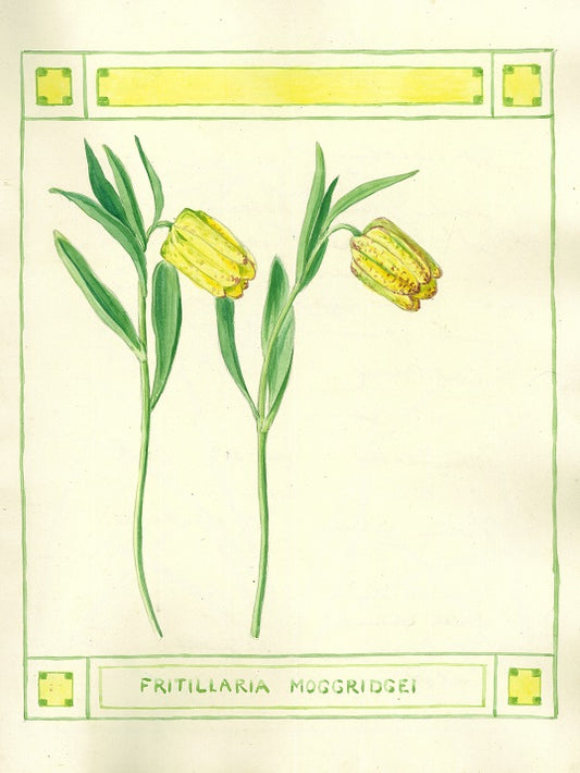 Botanical watercolour print by Clarence Bicknell - Fritillaria moggridgei - signed by Frederick Forsyth