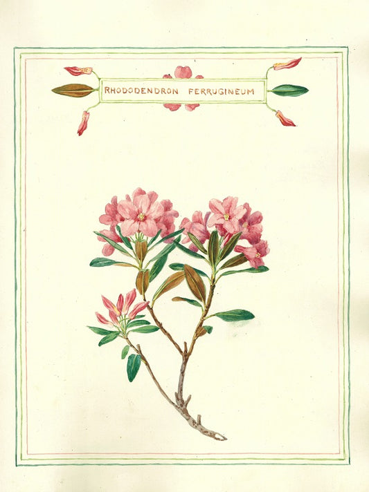 Botanical watercolour print by Clarence Bicknell - Rhododendron ferrugineum - signed by Chris de Burgh