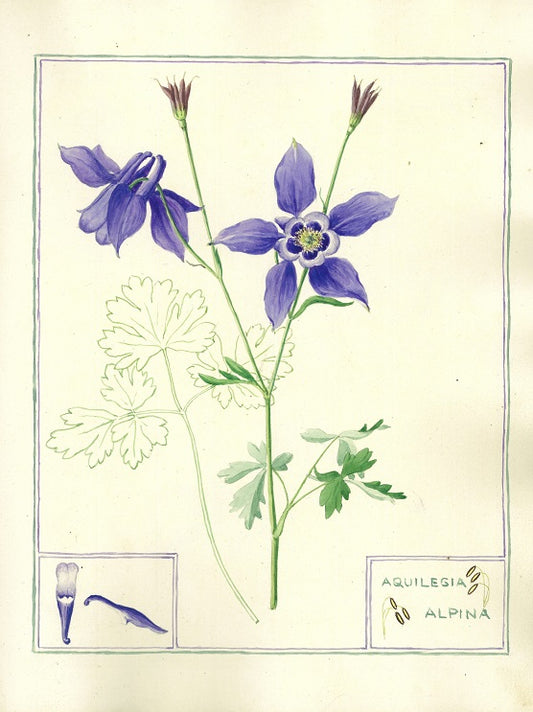 Botanical watercolour print by Clarence Bicknell - Aquilegia alpina - signed by Frederick Forsyth