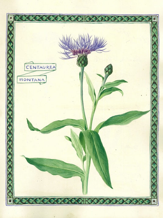 Botanical watercolour print by Clarence Bicknell - Centaurea Montana - signed by Alan Ayckbourn