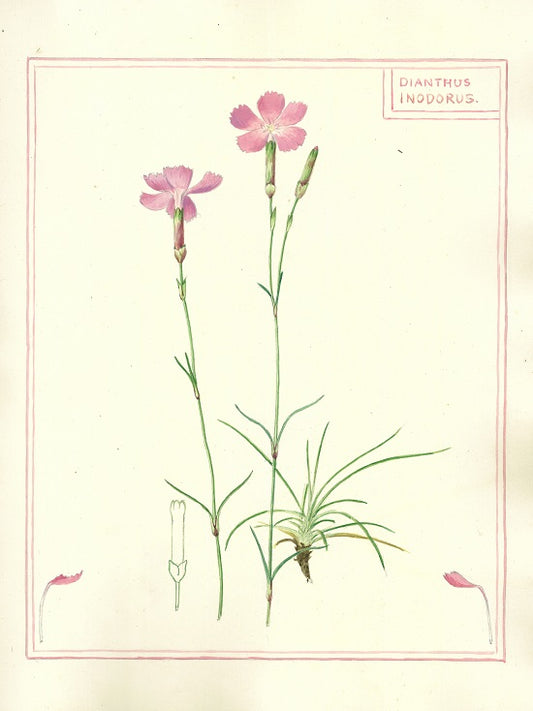 Botanical watercolour print by Clarence Bicknell - Dianthus inodorus - signed by Chris de Burgh
