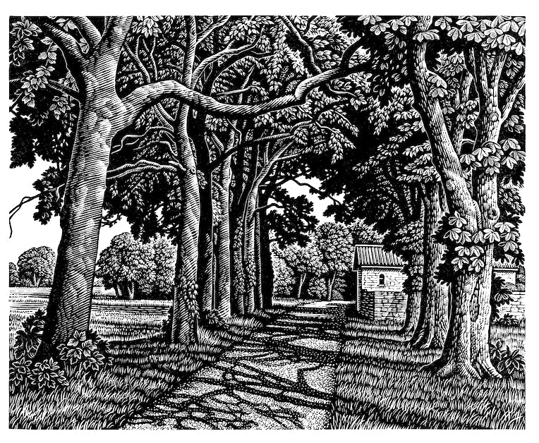 Howard Phipps original wood engraving - Avenue of Trees