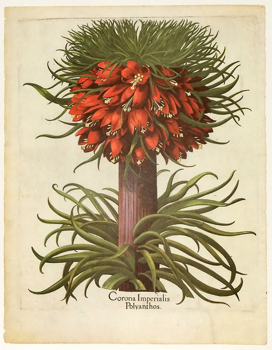 Basilius Besler - Corona Imperialis Polyanthos