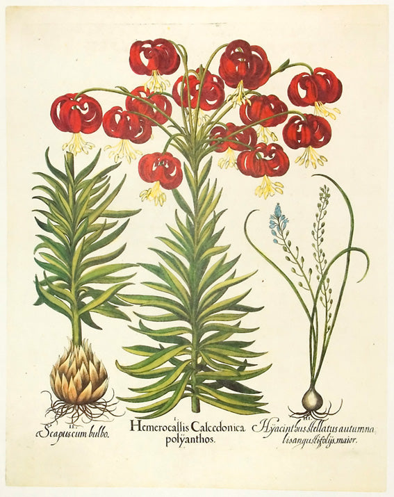 Basilius Besler - Hemcrocallis Calcedonica polyanthos